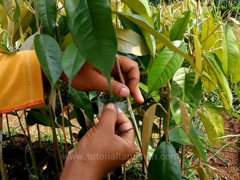 Cara Okulasi Durian Yang Baik Dan Benar Ikutilah 9 Langkah Berikut