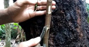 cara okulasi pohon nangka