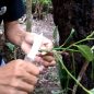 cara okulasi pohon nangka